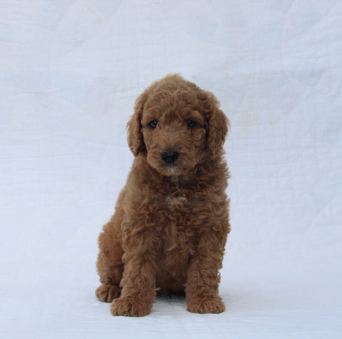 F1B Mini Goldendoodle For Sale Sugarcreek OH Male-Tommy