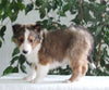 ACA Shetland Sheepdog For Sale Baltic OH Male-Ricky