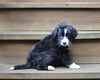 ABCA Registered Border Collie For Sale Warsaw OH Male-Ace