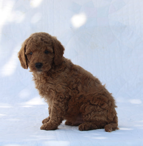 F1B Mini Goldendoodle For Sale Sugarcreek OH Male-Timmy