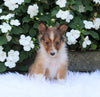 ACA Registered Shetland Sheepdog For Sale Baltic OH Male-Robbie