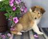 AKC Registered Collie Lassie For Sale Fredericksburg OH Male-Zack