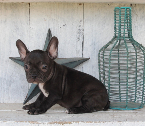 Frenchton For Sale Millersburg OH Female-Brittany