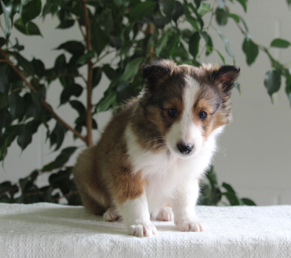 ACA Shetland Sheepdog For Sale Baltic OH Male-Ricky