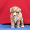 Mini Aussiedoodle For Sale Millersburg OH Female-Katie