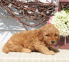 Mini Goldendoodle For Sale Sugarcreek OH Female-Nora