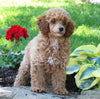 ACA Mini Poodle For Sale Millersburg OH Female-Beauty