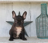Frenchton For Sale Millersburg OH Female-Brittany
