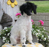 ACA Registered Mini Poodle For Sale Apple Creek OH Male-Rebel