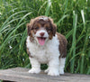 Mini Aussiedoodle For Sale Sugarcreek OH Male-Muffin