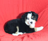 Mini Bernedoodle For Sale Sugarcreek OH Male-Rocky