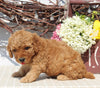 Mini Goldendoodle For Sale Sugarcreek OH Female-Nora