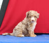 Mini Aussiedoodle For Sale Millersburg OH Female-Katie