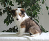 ACA Shetland Sheepdog For Sale Baltic OH Female-Jodi