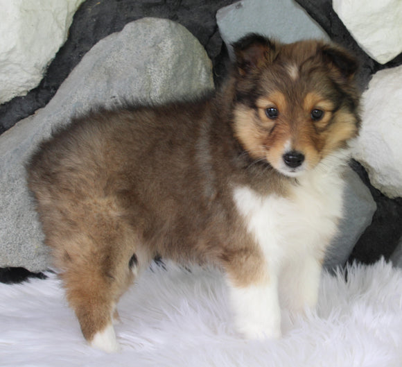 ACA Registered Shetland Sheepdog For Sale Baltic OH Female-Fern