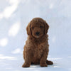 F1B Mini Goldendoodle For Sale Sugarcreek OH Male-Timmy