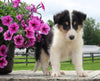Collie Lassie For Sale Fredericksburg OH Male-Moses