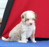 Mini Aussiedoodle For Sale Millersburg OH Male-Rambo