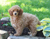 ACA Mini Poodle For Sale Millersburg OH Female-Beauty