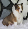 ACA Registered Shetland Sheepdog For Sale Baltic OH Female-Kaya