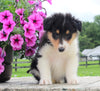 Collie Lassie For Sale Fredericksburg OH Male-Miles