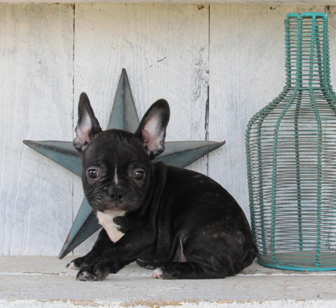 Frenchton For Sale Millersburg OH Male-Beau