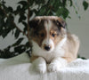 ACA Shetland Sheepdog For Sale Baltic OH Female-Jackie