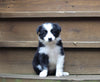 ABCA Registered Border Collie For Sale Warsaw OH Female-Molly