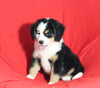 Mini Bernedoodle For Sale Sugarcreek OH Male-Rocky