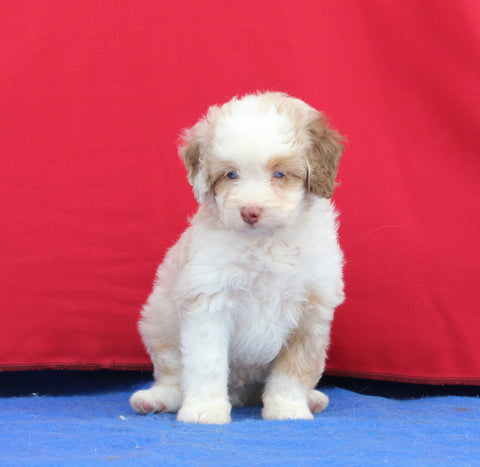Mini Aussiedoodle For Sale Millersburg OH Male-Rambo