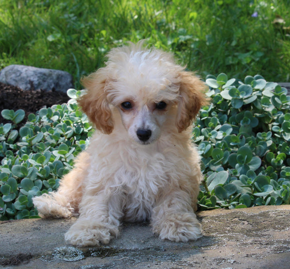 ACA Mini Poodle For Sale Millersburg OH Male-Darius