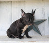 Frenchton For Sale Millersburg OH Male-Beau