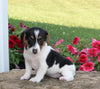 Jack Russell For Sale Millersburg OH Male-Sparky