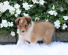 ACA Registered Shetland Sheepdog For Sale Baltic OH Female-Samantha