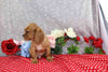 AKC Registered Cavalier KCS For Sale Wooster OH Male-Tony