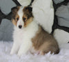 ACA Registered Shetland Sheepdog For Sale Baltic OH Male-Lyndon