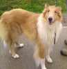 AKC Registered Collie Lassie For Sale Fredericksburg OH Female-Zoie
