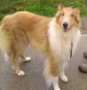 AKC Registered Collie Lassie For Sale Fredericksburg OH Female-Zinnia