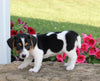 Jack Russell For Sale Millersburg OH Male-Sailor