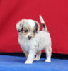 Mini Aussiedoodle For Sale Millersburg OH Male-Toby