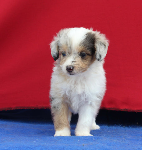 Mini Aussiedoodle For Sale Millersburg OH Male-Toby