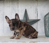 Frenchton For Sale Millersburg OH Female-Bella