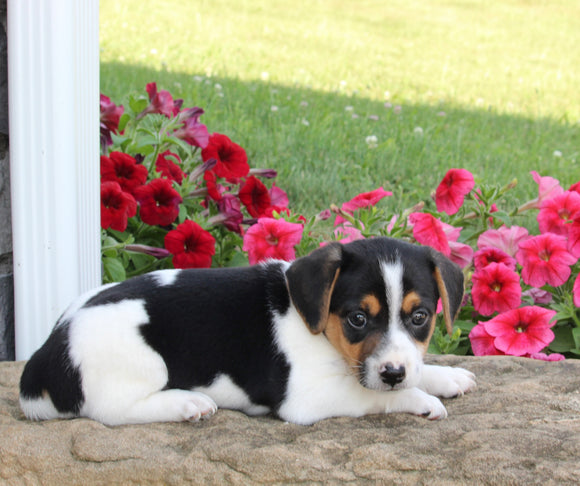 Jack Russell For Sale Millersburg OH Male-Sailor