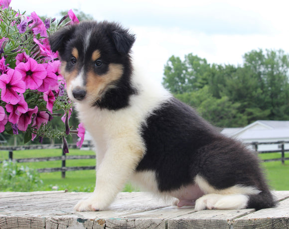 Collie Lassie For Sale Fredericksburg OH Male-Mitch