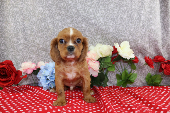 AKC Registered Cavalier KCS For Sale Wooster OH Male-Tony