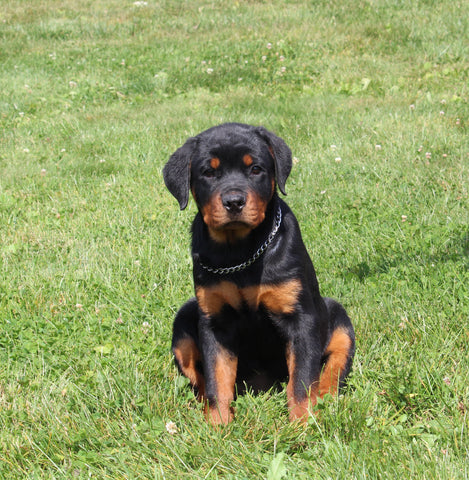 AKC Registered Rottweiler For Sale Sugarcreek OH Female-Nova