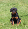AKC Registered Rottweiler For Sale Sugarcreek OH Female-Nova