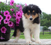 Collie Lassie For Sale Fredericksburg OH Male-Max