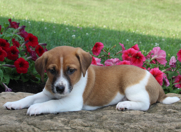 Jack Russell For Sale Millersburg OH Male-Shane