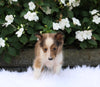 ACA Registered Shetland Sheepdog For Sale Baltic OH Female-Erica